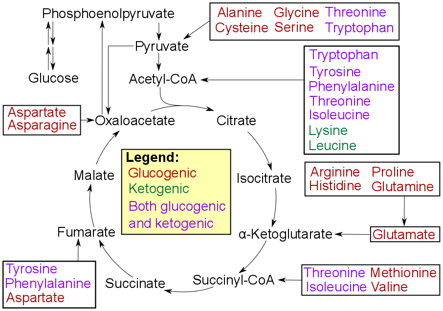 Amino acid catabolism