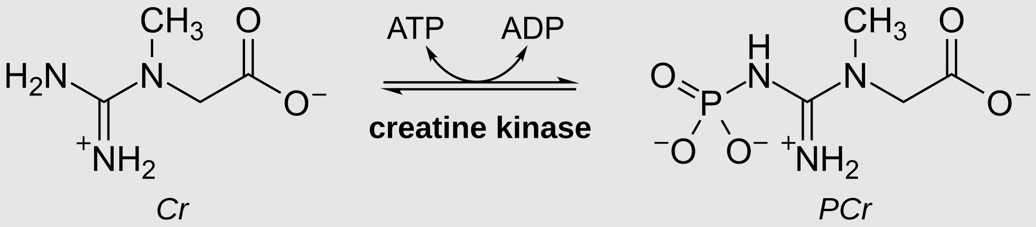 The creatine kinase reaction
