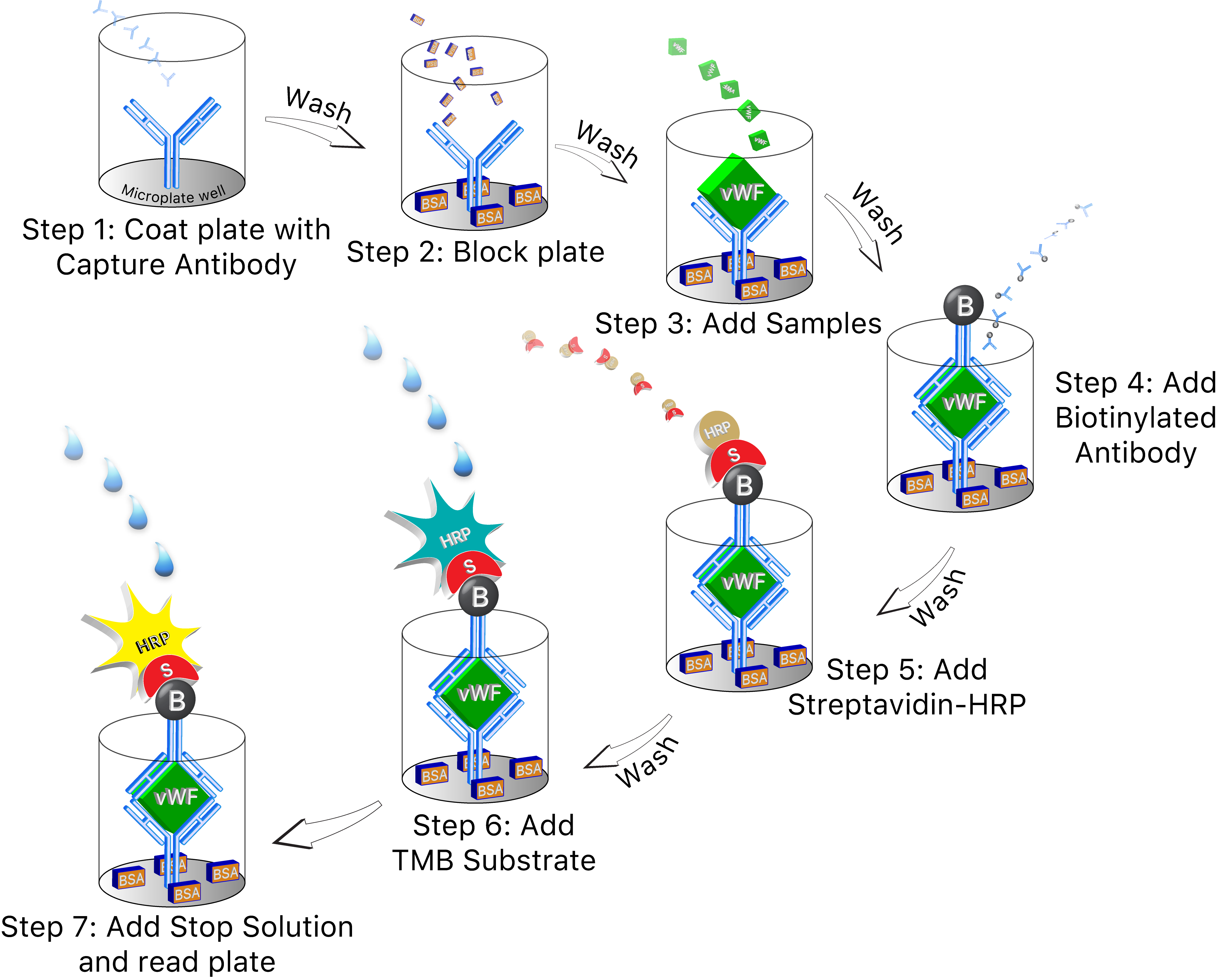 Diagram of an ELISA method (enzyme-linked immunosorbent assay) from Brendon Smith's publication <em>Validated Sandwich ELISA for the Quantification of von Willebrand Factor in Rabbit Plasma</em> (10.4137/bmi.s6051)