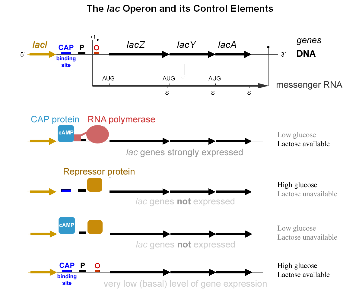 The <em>lac</em> operon and its control elements.