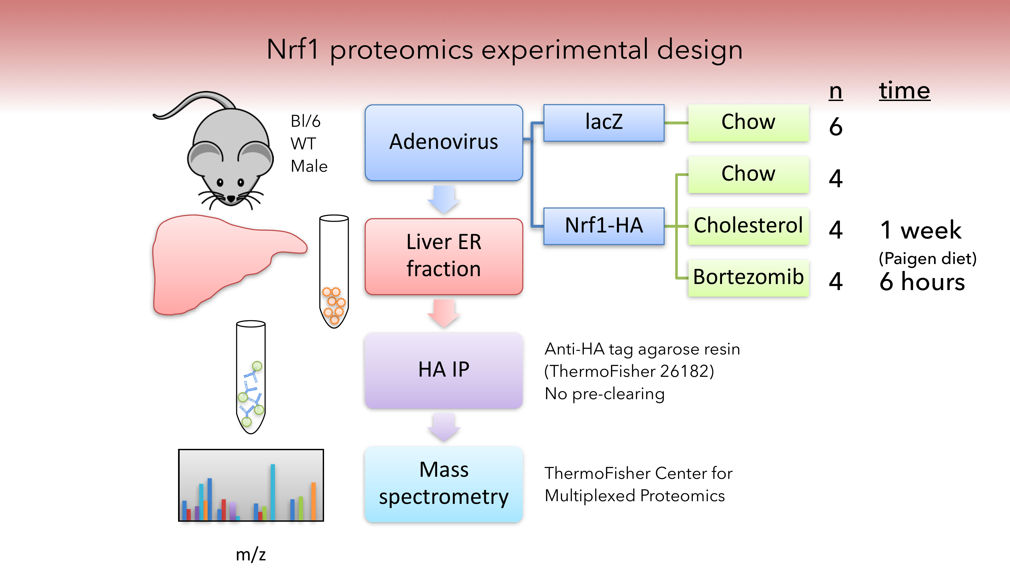 Nrf1 proteomics experimental design