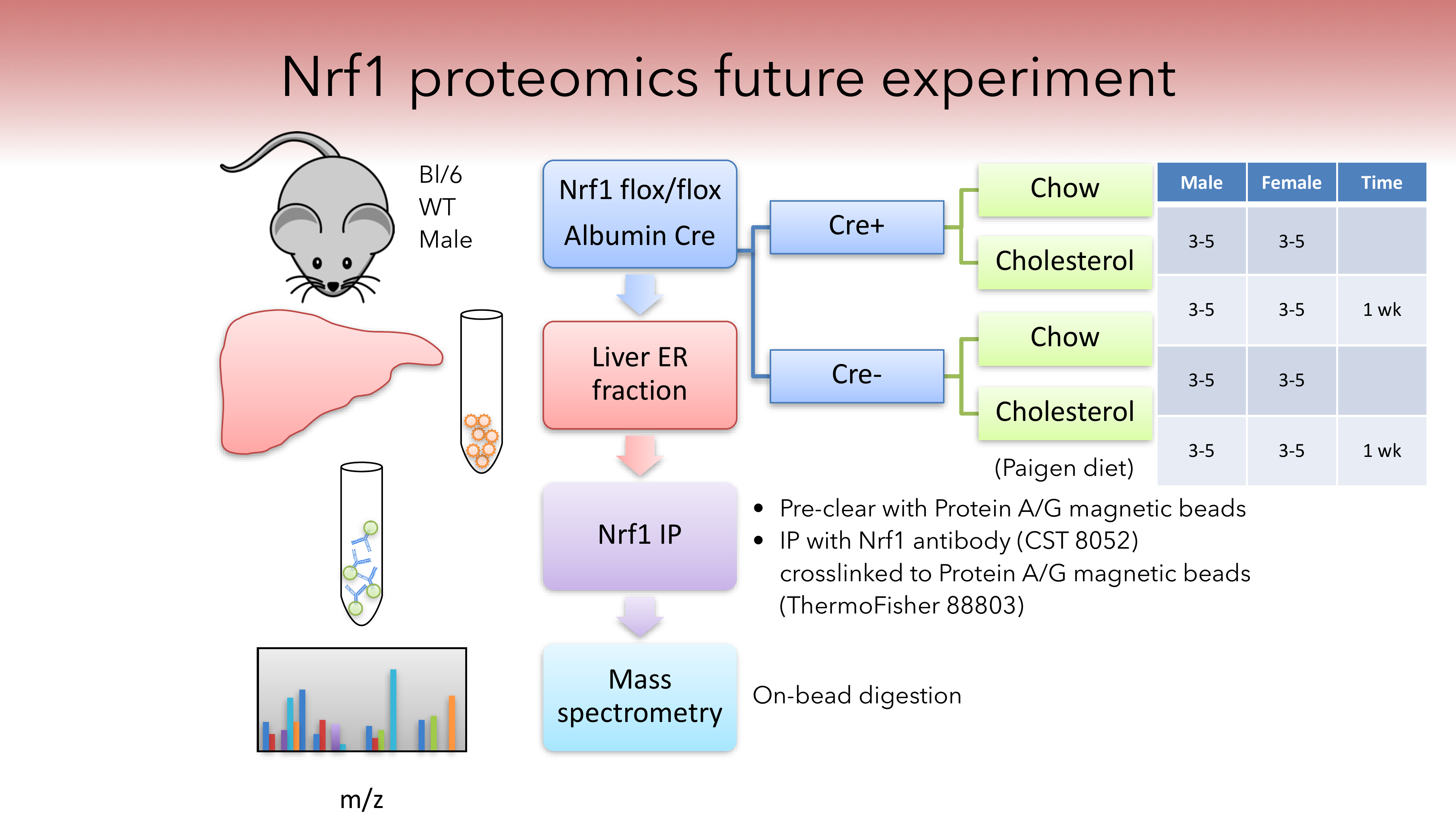 Nrf1 proteomics next steps