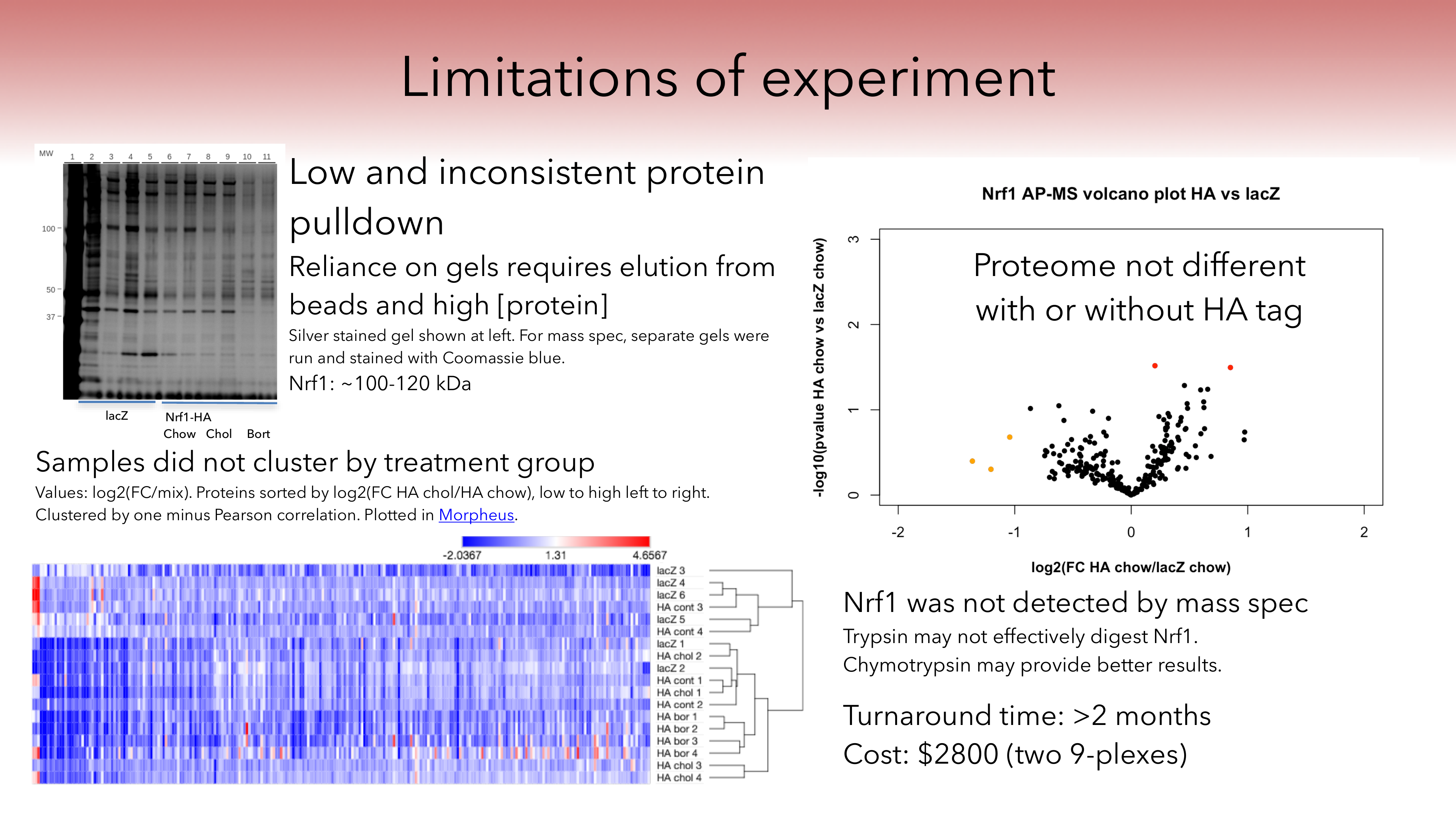Nrf1 proteomics experiment limitations