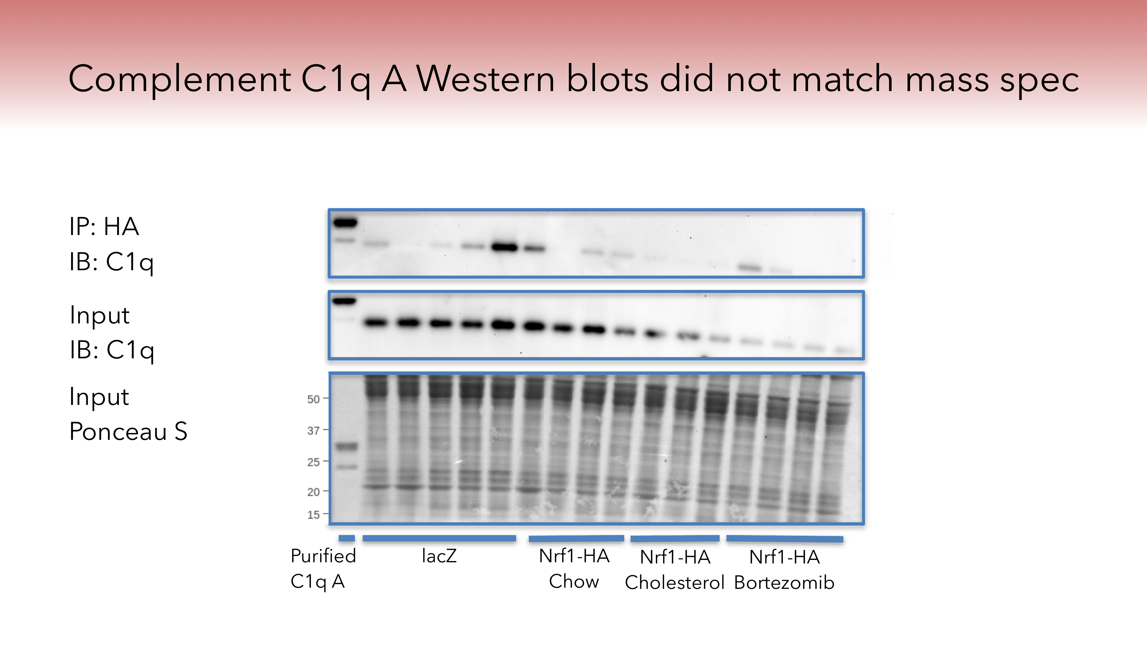 Nrf1 proteomics C1q Western blot