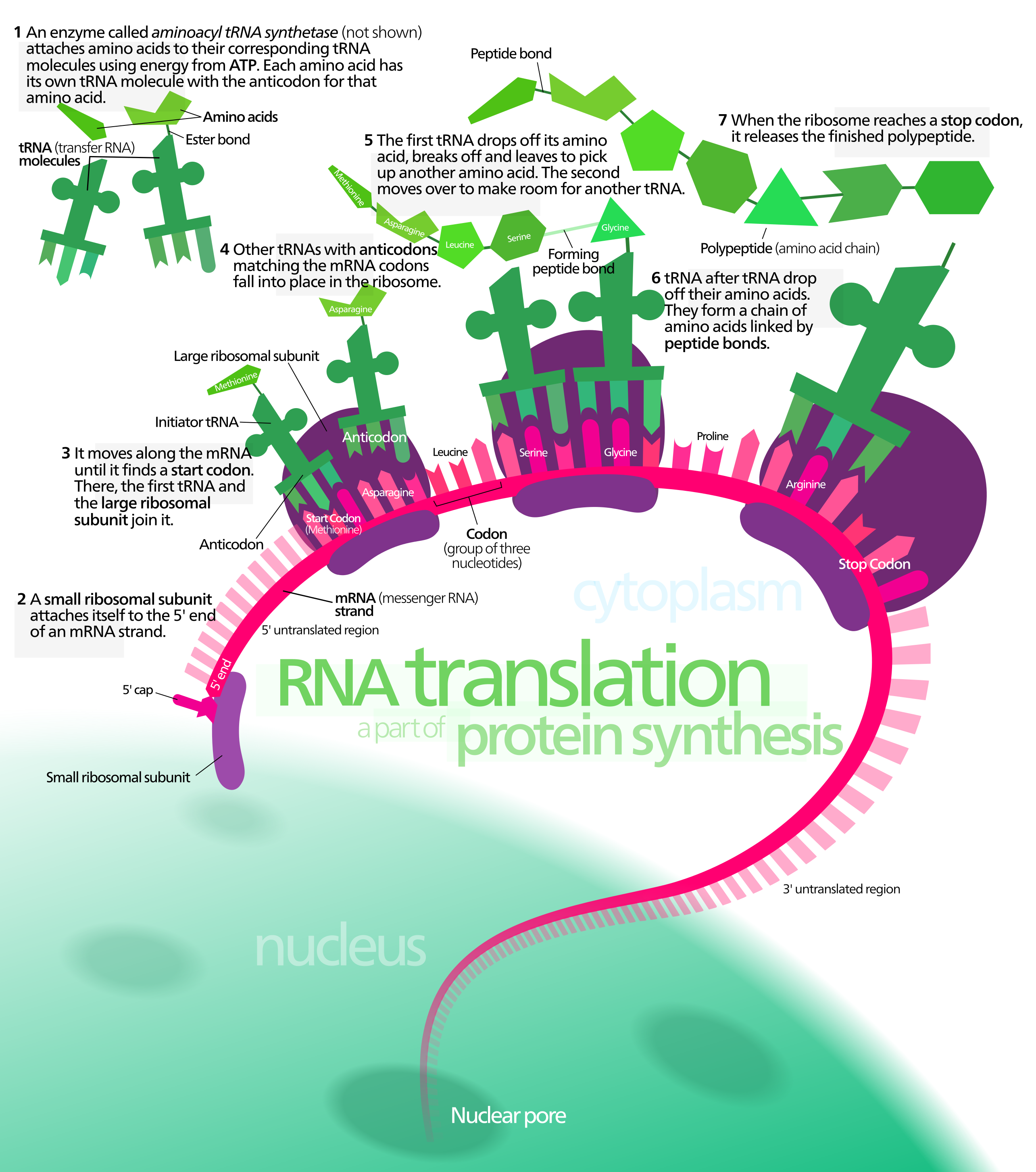 Overview of eukaryotic protein translation